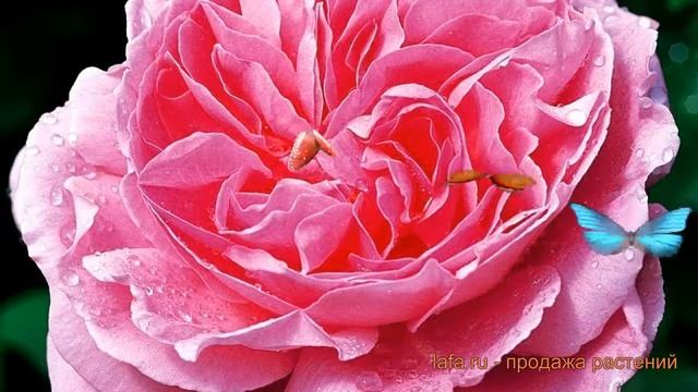 Роза парковая Мэри Роуз (rosa park english mary rose) ? обзор: как сажать, саженцы розы Мэри Роуз смотреть онлайн