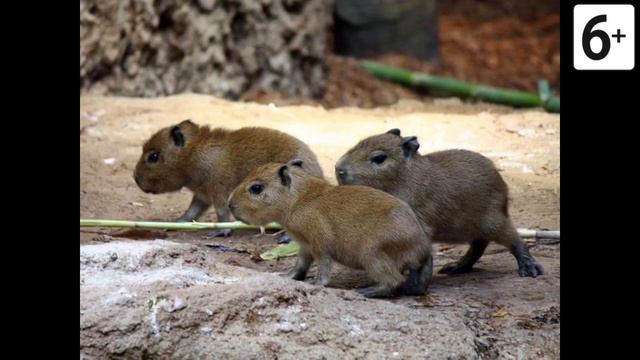 Удивительные соседи. Капибара смотреть онлайн