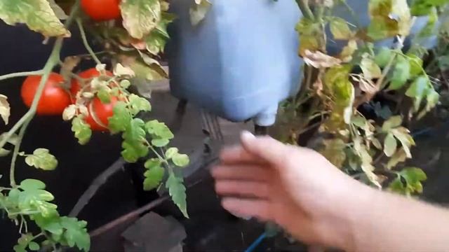 Кас с микроэлементами и урожай томатов. смотреть онлайн