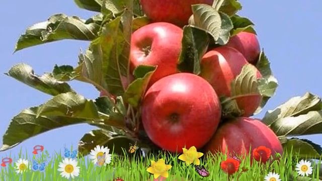 Яблоня колоновидная Стрела ? Обзор: посадка и уход. саженцы, крупномеры: описание и особенности