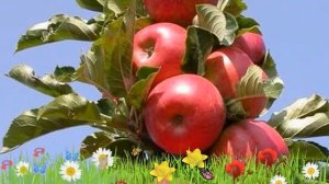 Яблоня колоновидная Стрела ? Обзор: посадка и уход. саженцы, крупномеры: описание и особенности