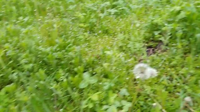 ПАПОРОТНИК КОРОЛЕВСКИЙ. Сад весной. смотреть онлайн