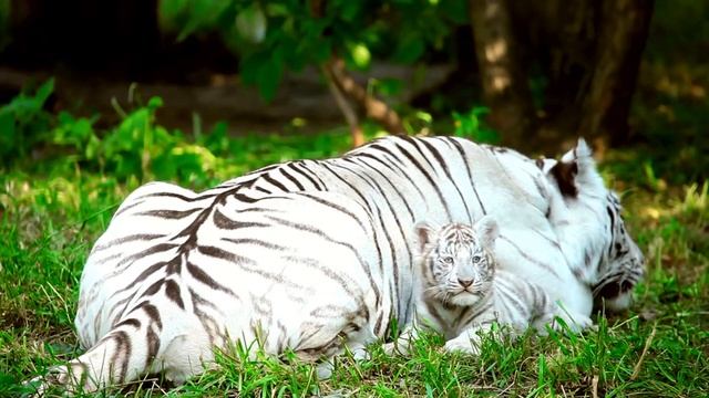 White Tiger (White Bengal Tiger) Animal In 4K Ultra HD