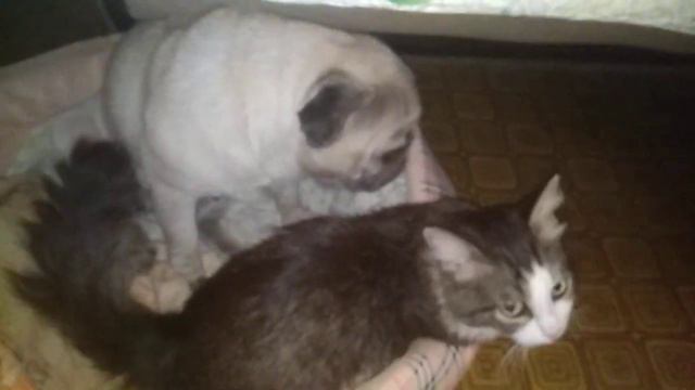 Семья Котопёсов... Лучший в мире малыш Котопёс)