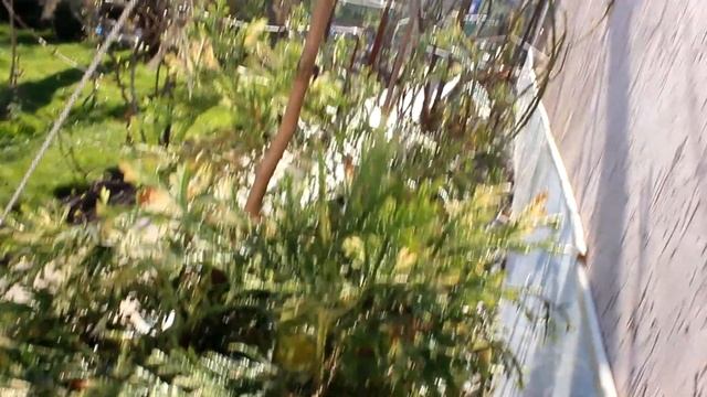 Розы у дома , туевик вариегатный, эрика , актинидия 2021 смотреть онлайн