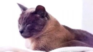 Почему кошки ложатся спать на человека.