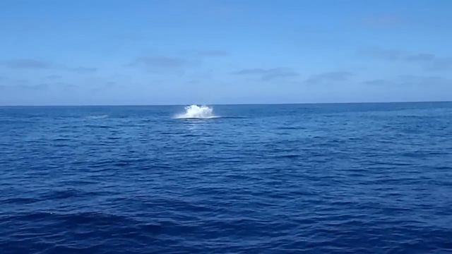 flying mako shark jumping out of the water смотреть онлайн