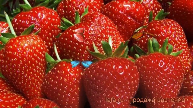 Земляника садовая Кент (fragaria ananassa kent) ? Кент обзор: как сажать, рассада земляники Кент смотреть онлайн