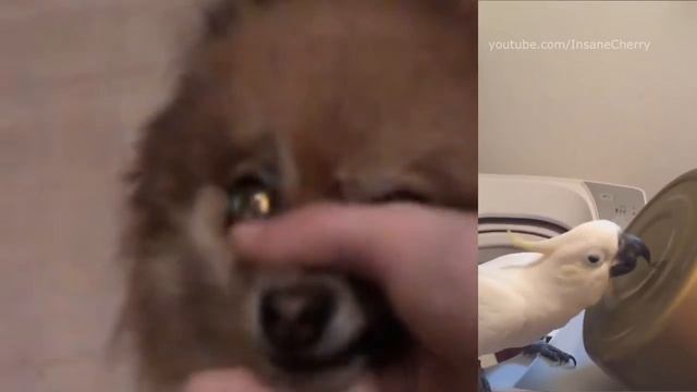 Scatman John - I'm A Scatman (Animal Cover)