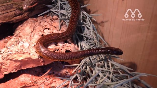 MAMBA NEGRA vs TAIPAN: QUEM VENCE ESSA LUTA? Black Mamba vs Taipan смотреть онлайн