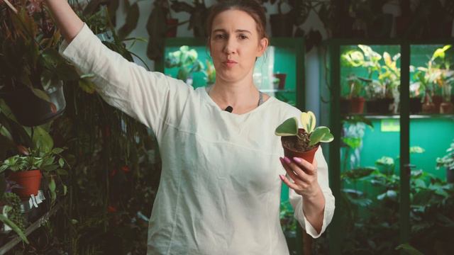 Listopadowy WYSYP Hoi 💚 Jesienne NOWOŚCI Od Jungle Boogie W Najnowszej Dostawie 🪴