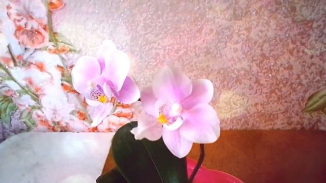 ❤Орхидея. Фаленопсис Phalaenopsis mini Pink Girl смотреть онлайн