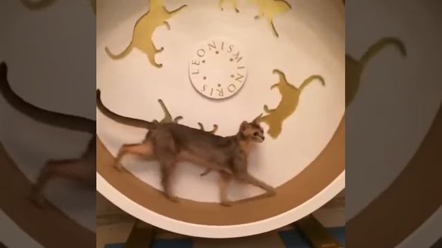 Беговое колесо для кошек. DogWood Catwheel