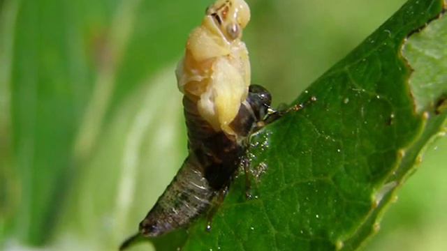 Рождение цикады