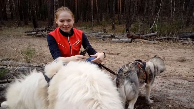 Хаски и самоеды: сравнение пород |8 965 380-13-11 Москва смотреть онлайн