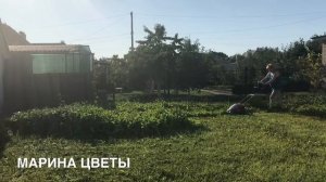 Купили участок !!!ИЗБАВЛЯЕМСЯ ОТ СОРНЯКОВ ЗА СЕЗОН - это просто !