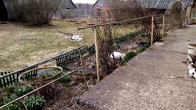 птицы.подснежники.работа в саду. смотреть онлайн