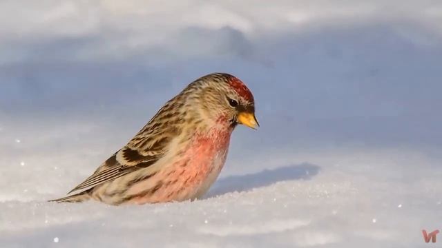 Чечётка (лат. Acanthis flammea) смотреть онлайн
