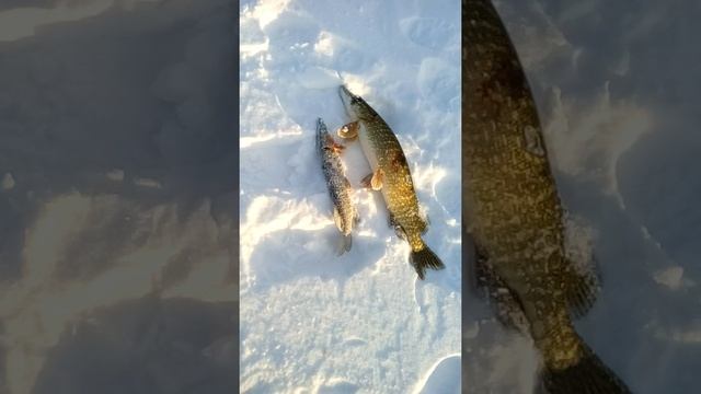 Рыбалка Озеро Светлое Тобольск