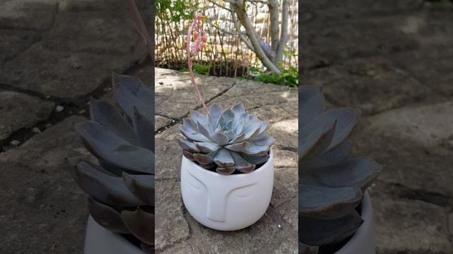 She's got flowers in her hair (Echeveria Pulidonis) смотреть онлайн