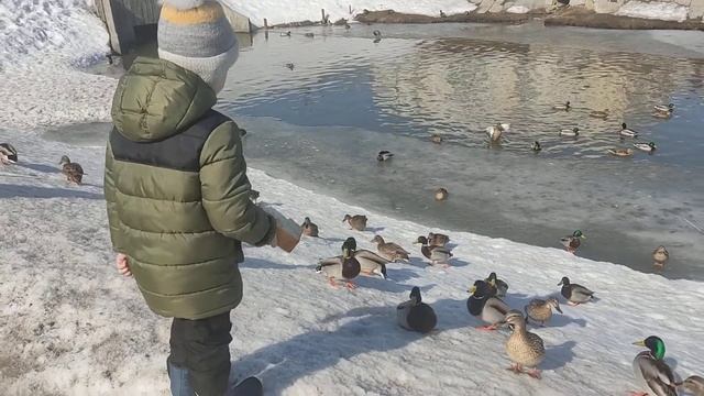 Кормим уточек на реке Саранка, г. Саранск смотреть онлайн