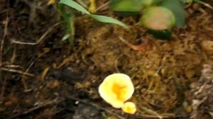 В ГУЛУБИКЕ  ВЫРОСЛИ ГРИБЫ// СОСТОЯНИЕ ГОЛУБИКИ ОСЕНЬЮ