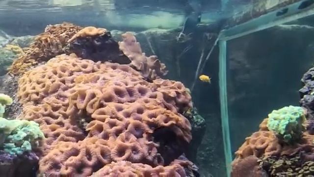 Кораллы и рыбки Красного моря. смотреть онлайн