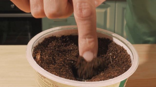 Выращиваем помидоры черри у себя на подоконнике смотреть онлайн