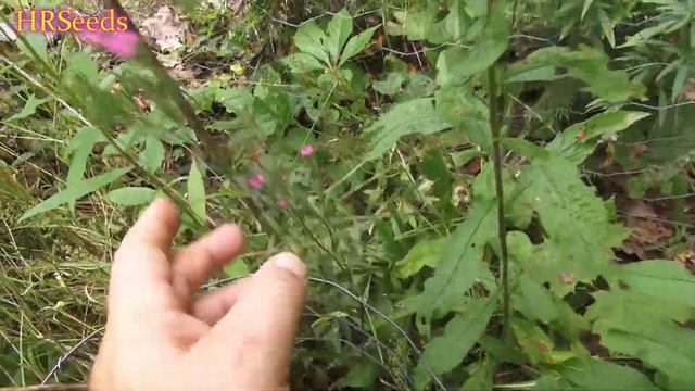 What is this pink flower? Identified! Dianthus armeria смотреть онлайн