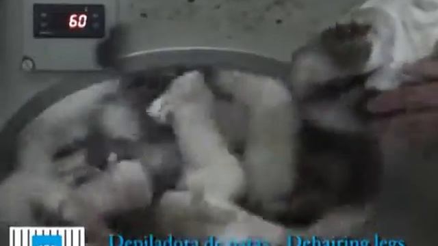 Очистка ног КРС + копытосъём (Torras, Испания) смотреть онлайн