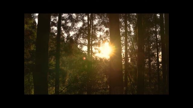 Bird Song & flute. Звуки утреннего леса и флейта. Forest Sounds. смотреть онлайн