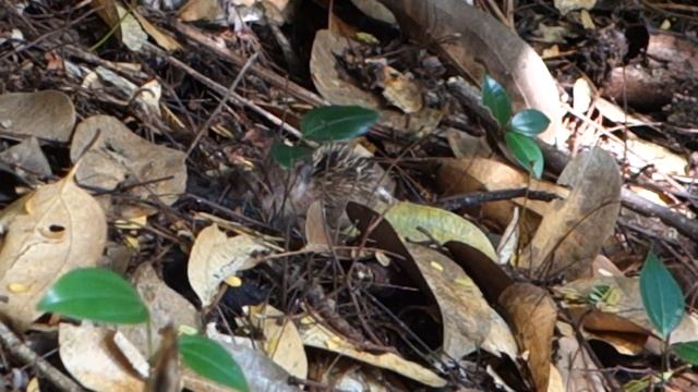 Сейшелы | Зверёк Тенрек (Tenrec) смотреть онлайн