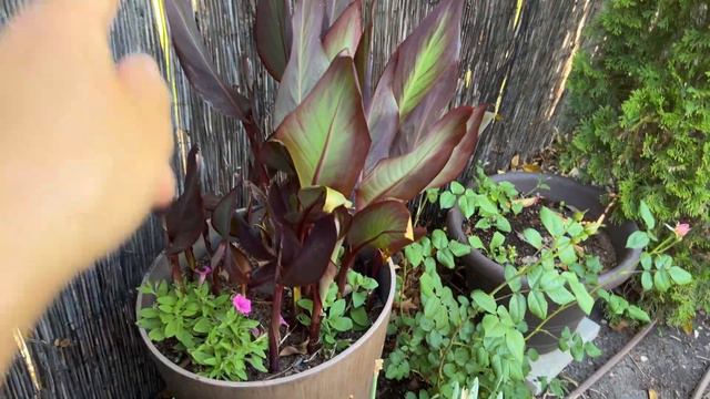 In The Garden: David Austin Roses, Reusing Potting Soil, Thinning Canna & Planting Bower Vine