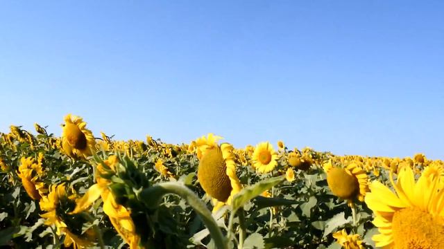 Поездка на ЮГ,Дорога назад, Московский Зоопарк #trip2017 [часть 7] смотреть онлайн