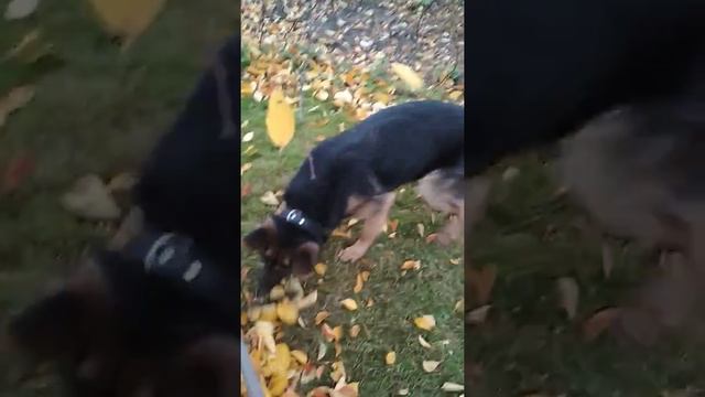 Тайган гавкает на грабли !!! =-O