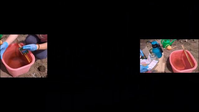 Что делать если у ежевики желтеют листья ? смотреть онлайн