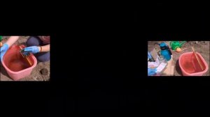 Что делать если у ежевики желтеют листья ?