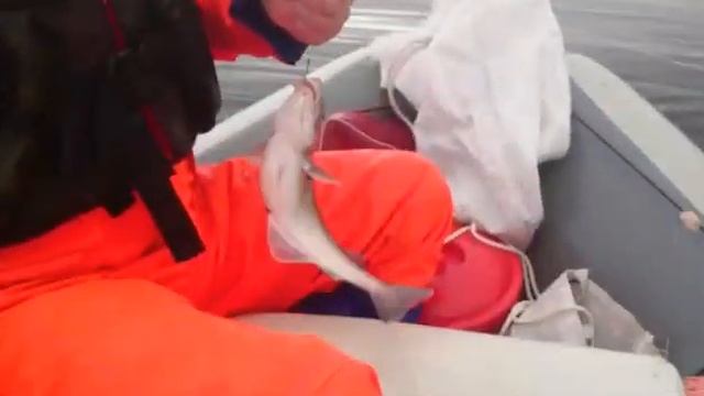 Пикша на море смотреть онлайн