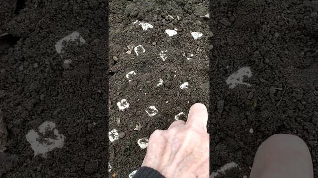 Как сажать Редис в яичные лотки | ? смотреть онлайн