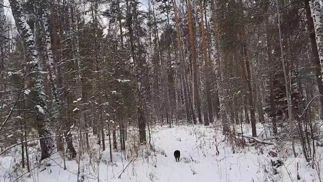 15 ноября. Икона Божией Матери «Одигитрия» Шуйская. смотреть онлайн