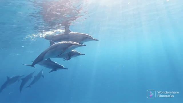relaxing music, sea, nature, sailboats, dolphins, surf, sun glare смотреть онлайн