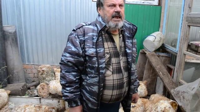 Вешенка, отработанные блоки, хороший урожай смотреть онлайн