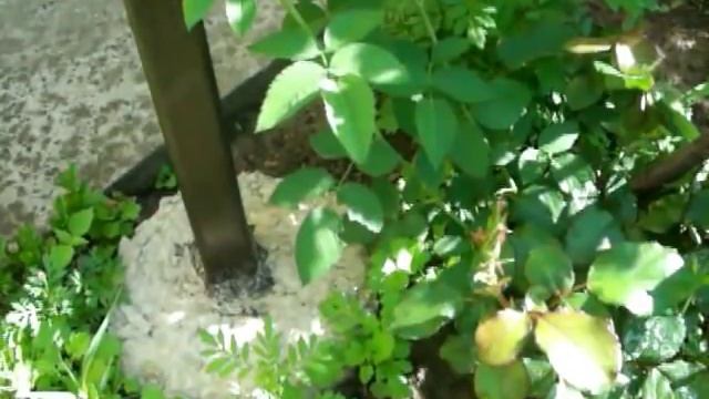 Штамбовые розы доступны всем. Уникальный способ!!! смотреть онлайн