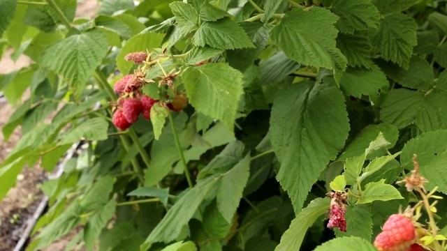 Так мало кто делает когда малина плодоносит и созревает. Чем подкормить малину для большого урожая смотреть онлайн