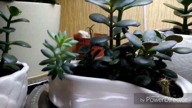 Обзор комнатных растений, перестановка, переезд с балкона домой (часть 2) смотреть онлайн