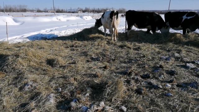 Нам морозы нипочём. - 32 ночью, уберите от экрана слабонервных доярок. смотреть онлайн