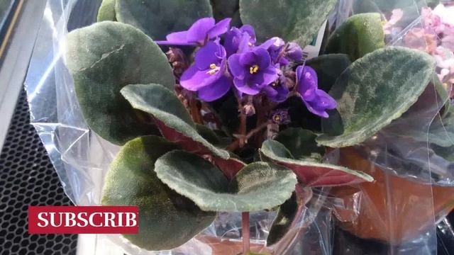 20 Purple Flower Ideas (Orchids, Pansies, Petunias, Iris, etc. ) for your Home and Gardens смотреть онлайн