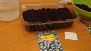 НЕМЕЗИЯ ПОСЕВ СЕМЯН НА РАССАДУ.