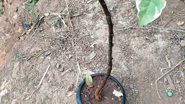 Bougainvillea Variegata Vermelha (Bougainville / Primavera)