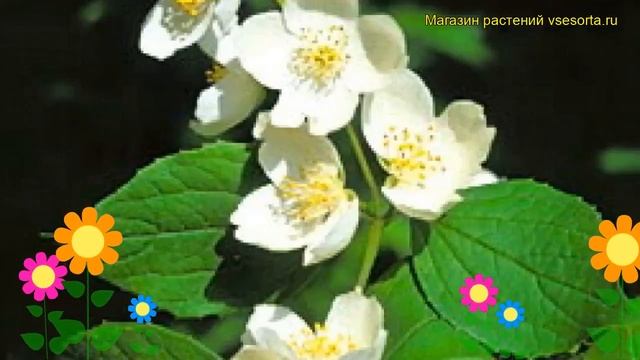 Чубушник гибридный Калина. Краткий обзор, описание характеристик philadelphus hybridа Kalina смотреть онлайн